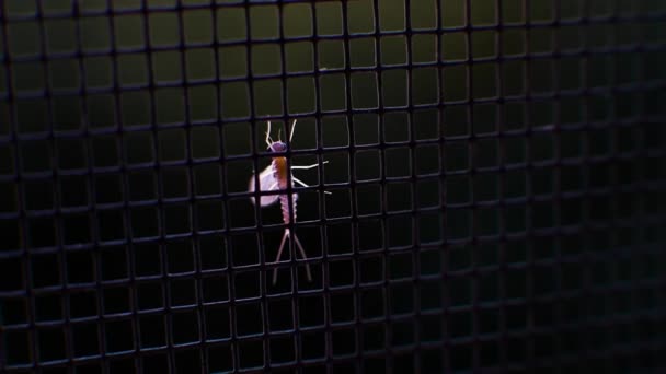 Malarijní Komár Komáři Skle Jedovatí Komáři Okřídlený Hmyz Makro Komár — Stock video