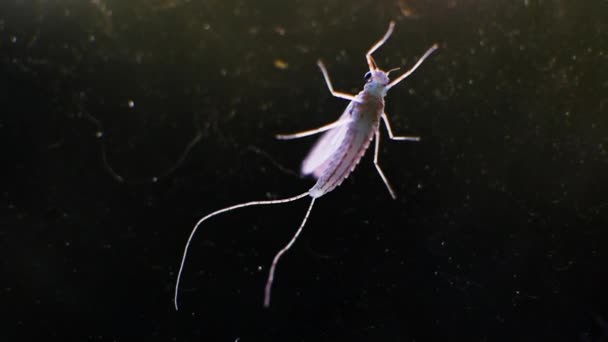 疟疾蚊子 玻璃上的蚊子 有毒的蚊子 有翅膀的昆虫 有触角的宏观蚊子 — 图库视频影像