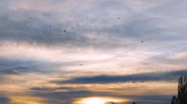 Güzel gökyüzünde pembe renkli bir kuş sürüsü gün batımında gökyüzünde kargalar uçuşuyor. Kuşlar ve güvercinler bulutlarla güzel gökyüzünde uçuyor.