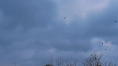 Bir kuş sürüsü bulutlu havada güzel mavi bir gökyüzünde dönüyor, kasvetli bir gökyüzünde kargalar uçuşuyor. Kuşlar ve güvercinler bulutlarla güzel gökyüzünde uçuyor.