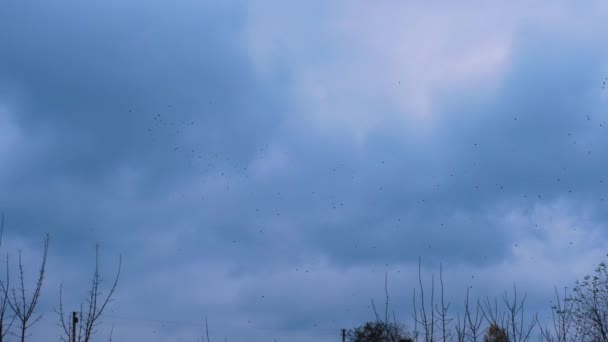 Flock Birds Circles Beautiful Blue Sky Cloudy Weather Crows Gloomy — Stock Video