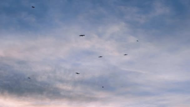 Güzel Gökyüzünde Pembe Renkli Bir Kuş Sürüsü Gün Batımında Gökyüzünde — Stok video