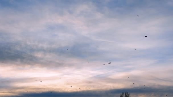 Bando Pássaros Belo Céu Com Uma Tonalidade Rosa Canta Céu — Vídeo de Stock