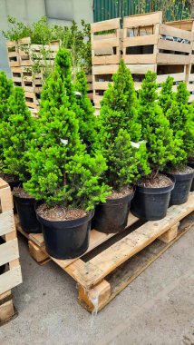 Hangarda botanik ağaçları, fidanlıkta ağaçlar ve çiçekler yetişiyor. Tencerelere çevre ekimi yapmak. peyzaj tasarımı