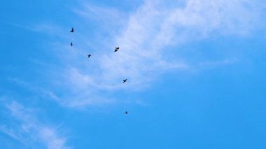 Güvercinler mavi gökyüzünde yavaş çekimde uçuyorlar. Gökyüzündeki kuşlar kanatlarını çırpar. Vahşi yaşam konsepti.