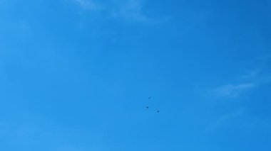 Güvercinler mavi gökyüzünde yavaş çekimde uçuyorlar. Gökyüzündeki kuşlar kanatlarını çırpar. Vahşi yaşam konsepti