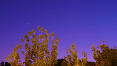 Geceleyin yıldızların kaybolması, menekşe rengi gece gökyüzü hareketli güzel yıldızlar, ön planda yeşil yapraklı bir ağaç var..