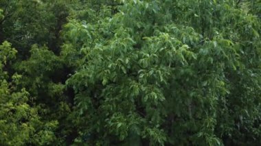 Ağır çekimde yağmur. Bir ağaç zeminine karşı doğada düşen yağmur damlaları.