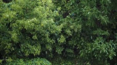 Ormanda ağır çekimde yağmur yağar. Bir ağaç zeminine yavaşça düşen yağmur damlaları.