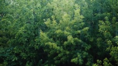 Ormanda ağır çekimde yağmur, doğada yavaşça düşen yağmur damlaları.