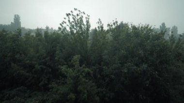 Yeşil ağaçların arka planında yaz yağmuru. Ağır çekimde