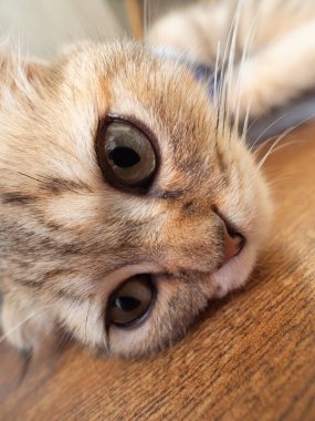 Kedi yavrusu İskoç katlı, evde evcil hayvan, küçük gri kedi.