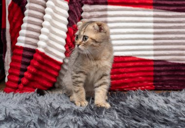 Kedi yavrusu İskoç katlı, evde evcil hayvan, küçük gri kedi.