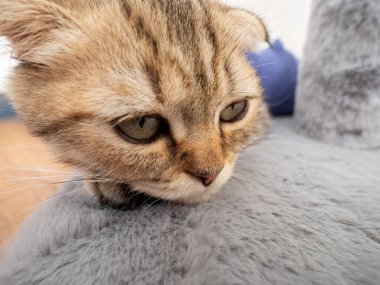 Kedi yavrusu İskoç katlı, evde evcil hayvan, küçük gri kedi.