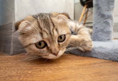 Kedi yavrusu İskoç katlı, evde evcil hayvan, küçük gri kedi.