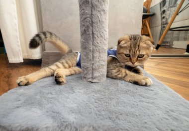 Kedi yavrusu İskoç katlı, evde evcil hayvan, küçük gri kedi.