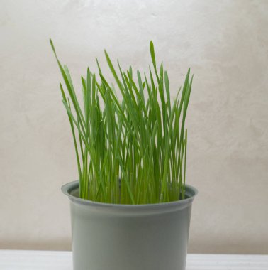 Kedilerin midesini temizlemek için kedi otu. Vitaminli hayvanlar için şifalı bir bitki..