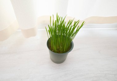 Kedilerin midesini temizlemek için kedi otu. Vitaminli hayvanlar için şifalı bir bitki..