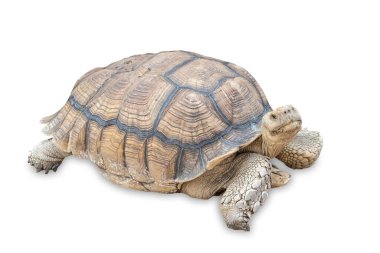 Geochelone sulcata, Sulcata kaplumbağası, Afrika beyaz arka planda mahmuzlanan kaplumbağa, hayvan koruma ve ekosistemleri konsepti. 