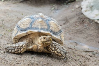 Geochelone sulcata, Sulcata kaplumbağası, Afrika mahmuzlu kaplumbağası yerde yürüyor ve kameraya bakıyor, hayvanları koruyor ve ekosistemleri koruyor.. 