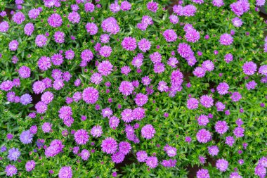 Argyranthemum frutescens ya da Marguerite, Marguerite Daisy Flower arka plan, ev ve ev dekorasyonu konsepti Ev İlhamları