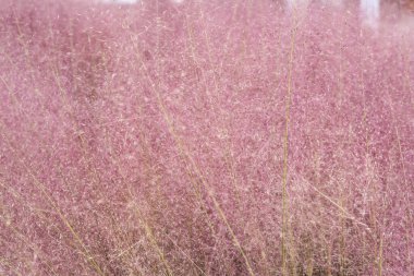 Güzel pembe çimenler, uzun süs bitkileri. Güney Kore, Asya 'da yumuşak odaklı pastel süsleme doğası