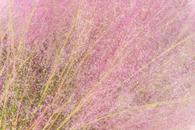 Beautiful Pink grass long ornamental plant. Soft focus pastel ornamental grass nature background at South Korea, Asia clipart