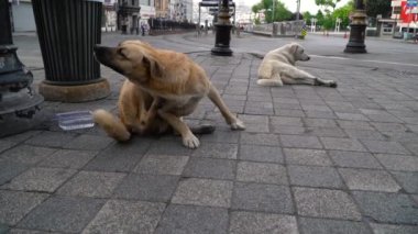 Köpekler sokakta yatıyor.