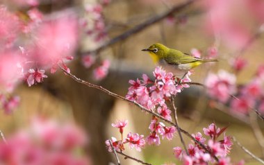 Phu Lom Lo, beyaz gözlü bir kuş, kışın açan vahşi bir Himalaya kirazına tünemiş olarak görülebilir..