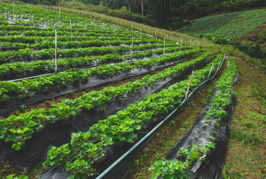 Tayland, Chiangmai 'deki çilek çiftliğinde sıra sıra ekilmiş çilek..