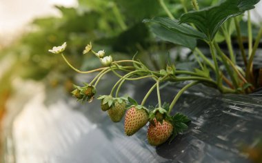 Tayland, Chiangmai 'deki çilek çiftliğinde sıra sıra ekilmiş çilek..