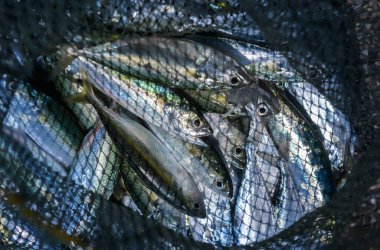 Balıkçılık pazarından ağlı çiğ deniz balığı.