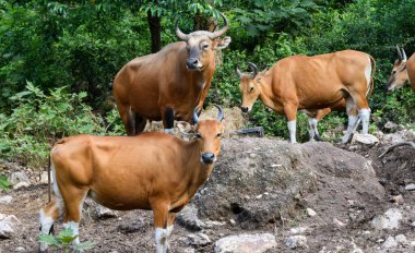 Bantengs ya da kızıl inekler, Tayland 'da korunan vahşi bir hayvan, hayvanat bahçesinde.