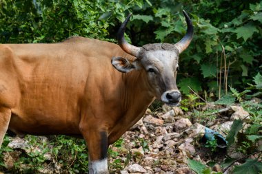 Bantengs ya da kızıl inekler, Tayland 'da korunan vahşi bir hayvan, hayvanat bahçesinde.