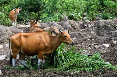 Bantengs ya da kızıl inekler, Tayland 'da korunan vahşi bir hayvan, hayvanat bahçesinde.