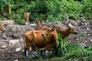 Bantengs ya da kızıl inekler, Tayland 'da korunan vahşi bir hayvan, hayvanat bahçesinde.