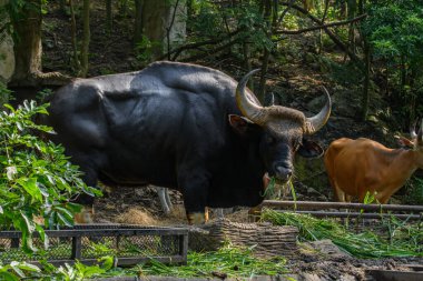 Tayland 'da korunan vahşi bir hayvan olan erkek bir Gaur veya Bos gaurus hayvanat bahçesinde yetiştiriliyor..