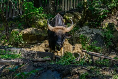 Tayland 'da korunan vahşi bir hayvan olan erkek bir Gaur veya Bos gaurus hayvanat bahçesinde yetiştiriliyor..