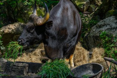 Tayland 'da korunan vahşi bir hayvan olan erkek bir Gaur veya Bos gaurus hayvanat bahçesinde yetiştiriliyor..