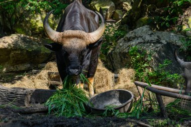 Tayland 'da korunan vahşi bir hayvan olan erkek bir Gaur veya Bos gaurus hayvanat bahçesinde yetiştiriliyor..