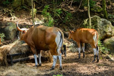 Bantengs ya da kızıl inekler, Tayland 'da korunan vahşi bir hayvan, hayvanat bahçesinde.
