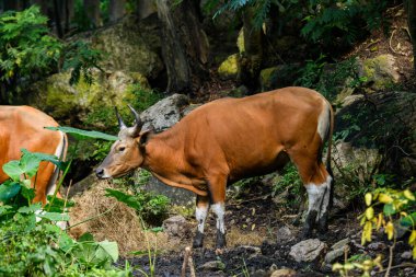 Bantengs ya da kızıl inekler, Tayland 'da korunan vahşi bir hayvan, hayvanat bahçesinde.