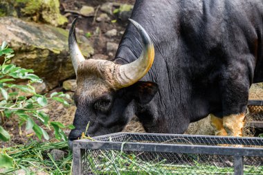 Tayland 'da korunan vahşi bir hayvan olan erkek bir Gaur veya Bos gaurus hayvanat bahçesinde yetiştiriliyor..