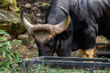 Tayland 'da korunan vahşi bir hayvan olan erkek bir Gaur veya Bos gaurus hayvanat bahçesinde yetiştiriliyor..