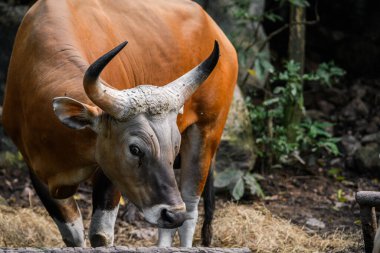 Bantengs ya da kızıl inekler, Tayland 'da korunan vahşi bir hayvan, hayvanat bahçesinde.
