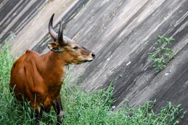 Bantengs ya da kızıl inekler, Tayland 'da korunan vahşi bir hayvan, hayvanat bahçesinde.