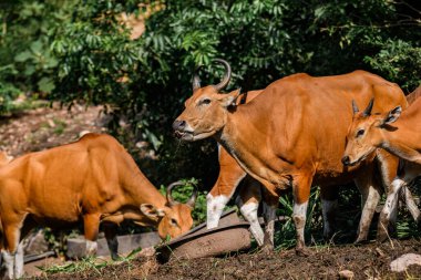 Bantengs ya da kızıl inekler, Tayland 'da korunan vahşi bir hayvan, hayvanat bahçesinde.