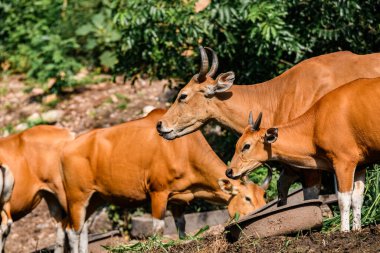 Bantengs ya da kızıl inekler, Tayland 'da korunan vahşi bir hayvan, hayvanat bahçesinde.