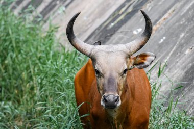 Bantengs ya da kızıl inekler, Tayland 'da korunan vahşi bir hayvan, hayvanat bahçesinde.