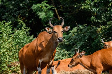 Bantengs ya da kızıl inekler, Tayland 'da korunan vahşi bir hayvan, hayvanat bahçesinde.
